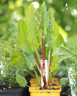 Sauerampfer Sauerampfer