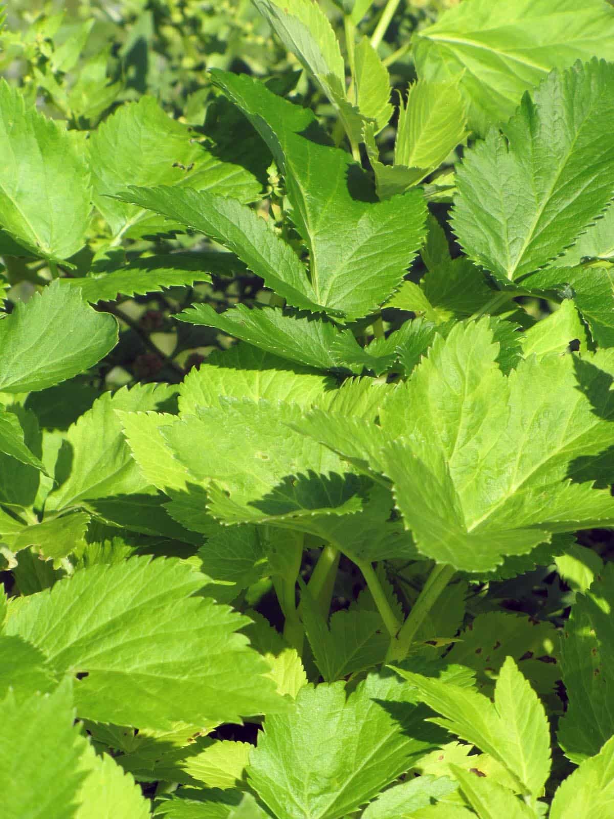 Samen Engelwurz Bio – Bild 13