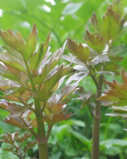 Liebstoeckel bio Liebstoeckel bio