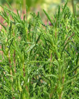 Olivenkraut Olivenkraut