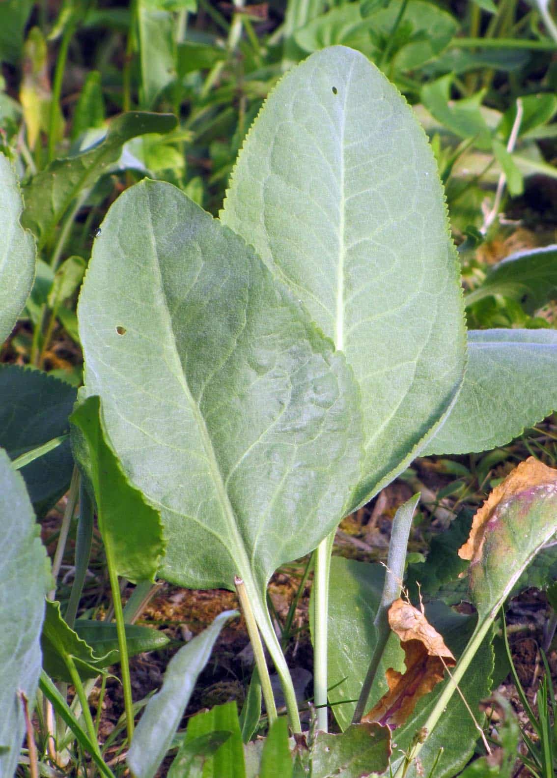 Pfefferkraut Bio – Bild 3