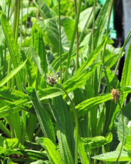 Spitzwegerich im Topf Spitzwegerich im Topf