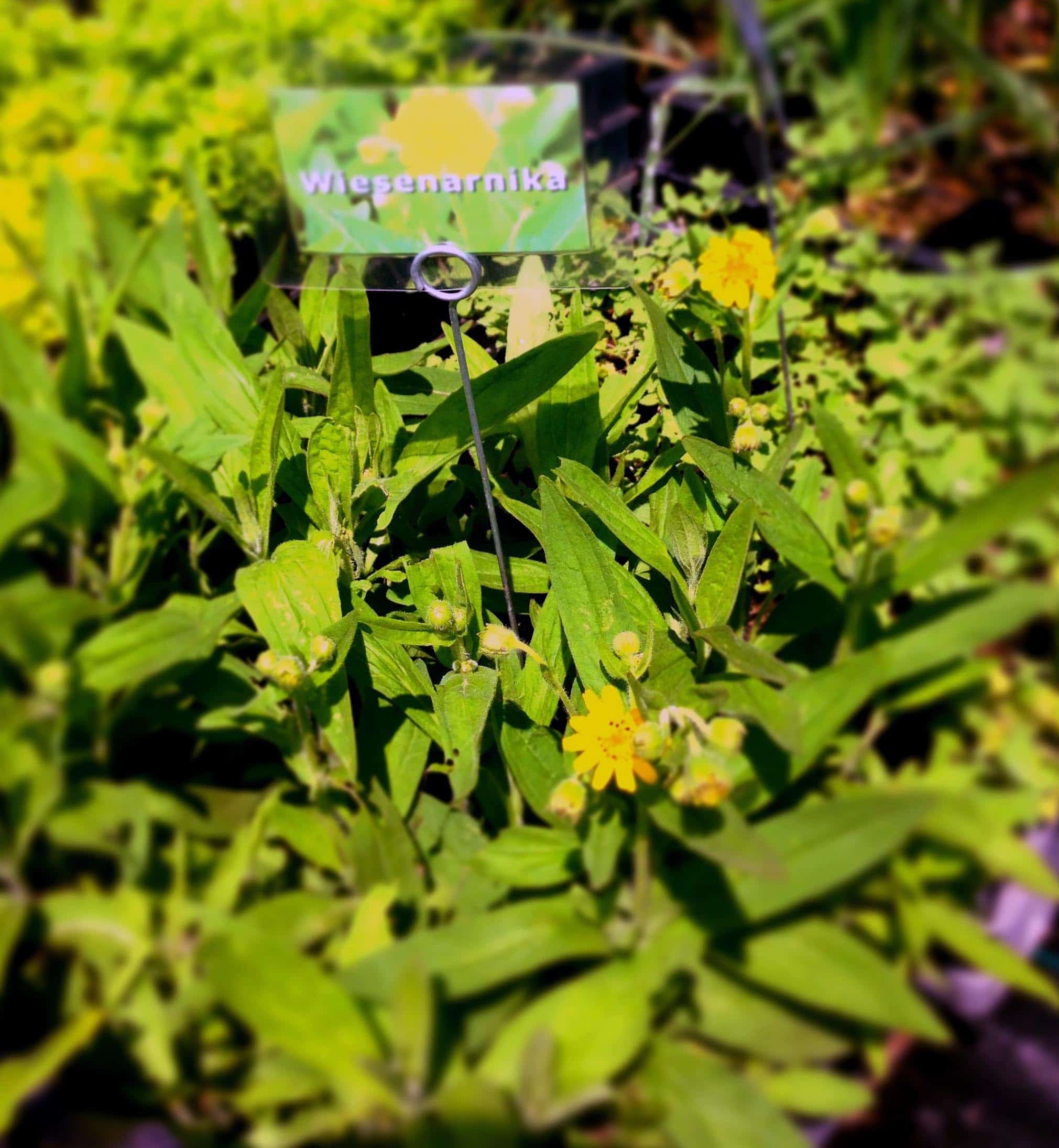 Wiesenarnika Bio schneckenzerfressen – Bild 3