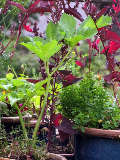 Samen Engelwurz Bio – Bild 9