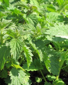 Brennnessel-Topf Brennnessel-Topf