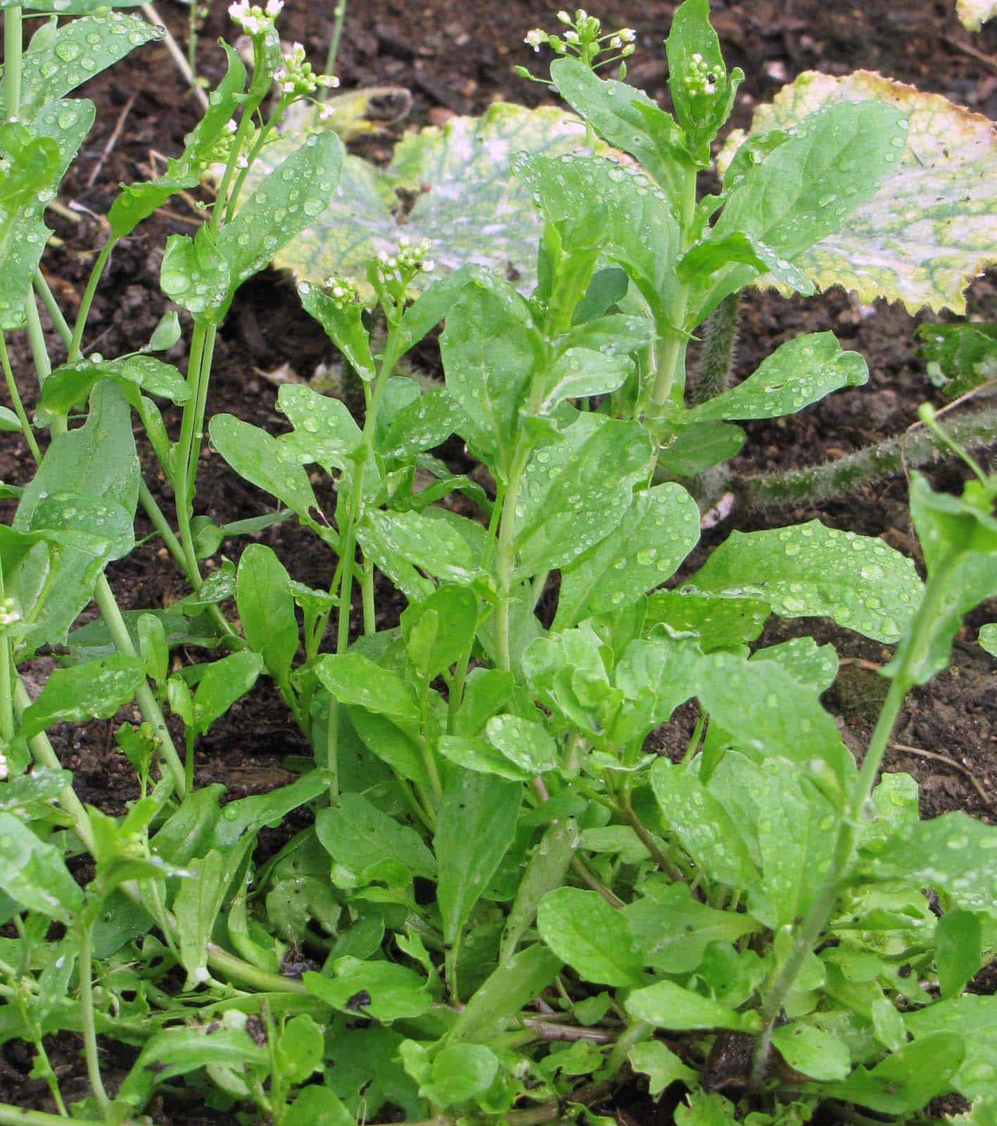 Samen Lauchhellerkraut Bio – Bild 4