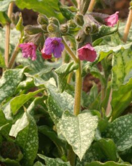 Lungenkraut Lungenkraut