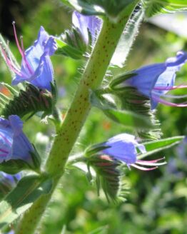 Natternkopf Natternkopf