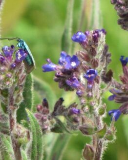 Ochsenzunge Bluete Ochsenzunge Bluete