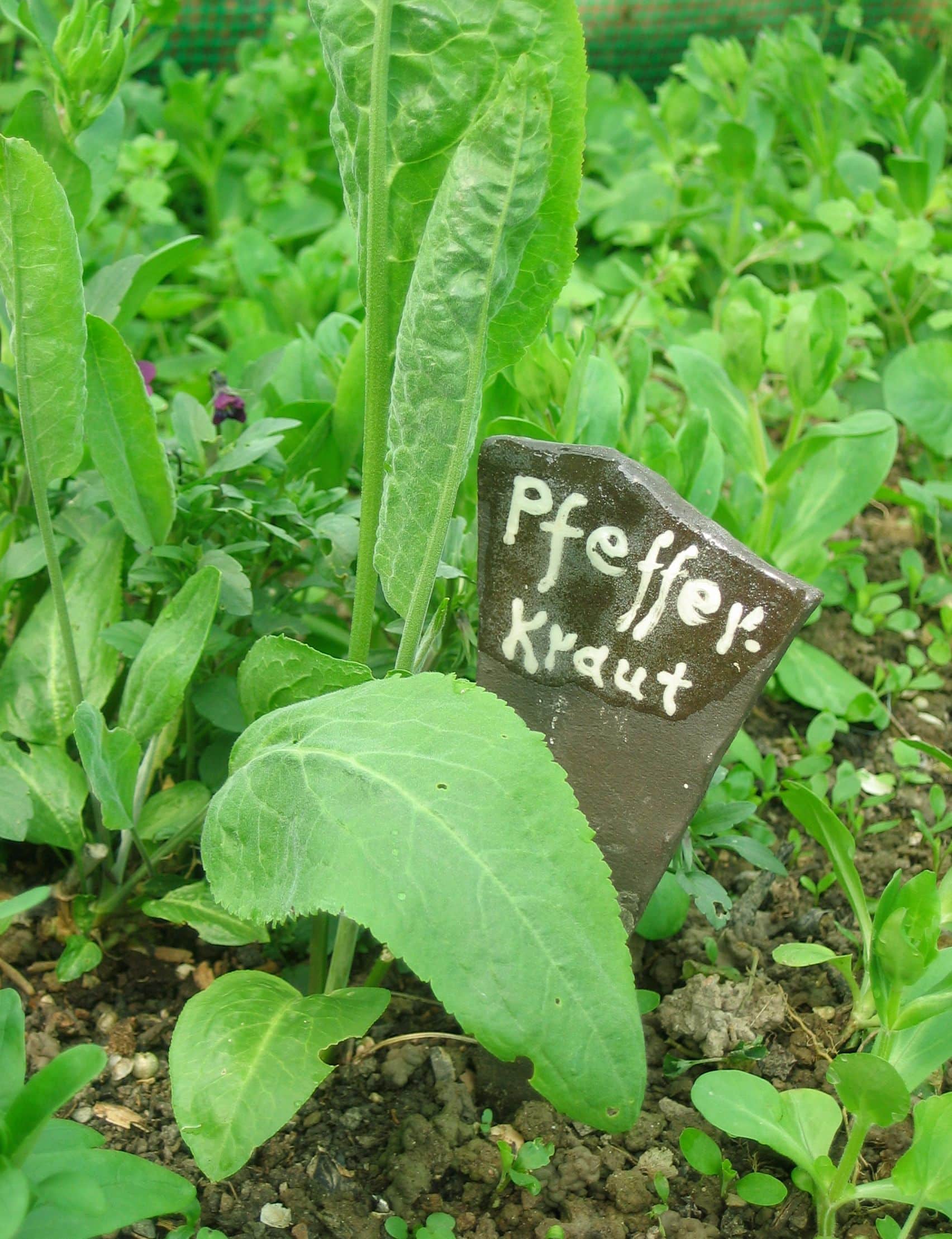 Pfefferkraut Bio – Bild 4