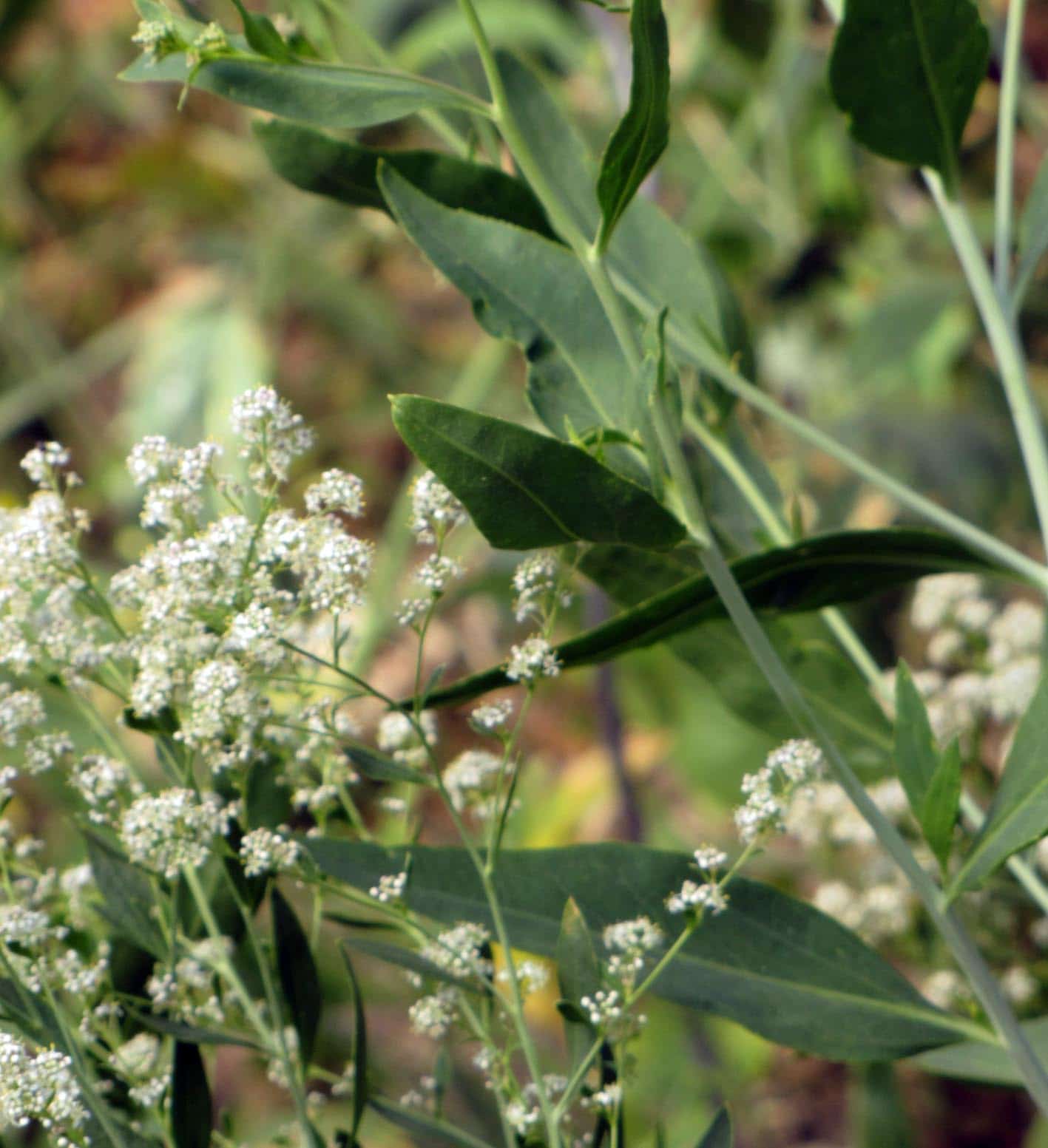 Pfefferkraut Bio – Bild 7