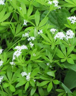 Waldmeister Waldmeister