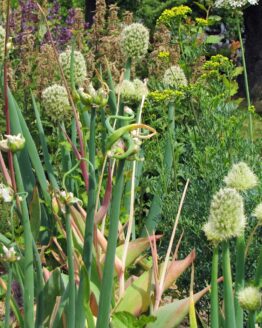 Winterheckenzwiebel Winterheckenzwiebel