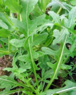 Rucola online kaufen Rucola online kaufen