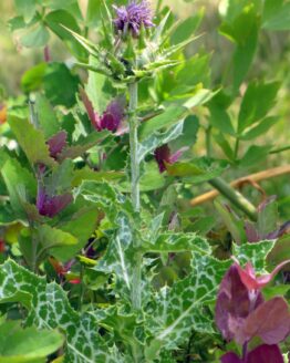 Mariendistel Mariendistel