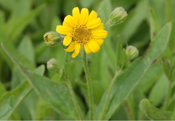 Wiesenarnika Bio schneckenzerfressen