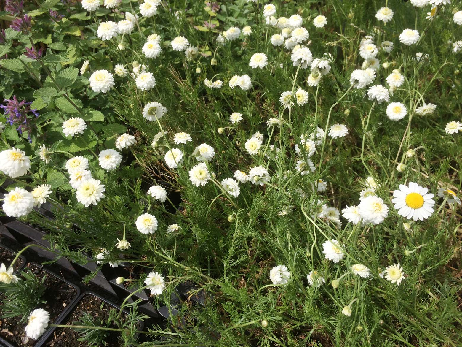 Kamille römisch weiße Blüten Bio