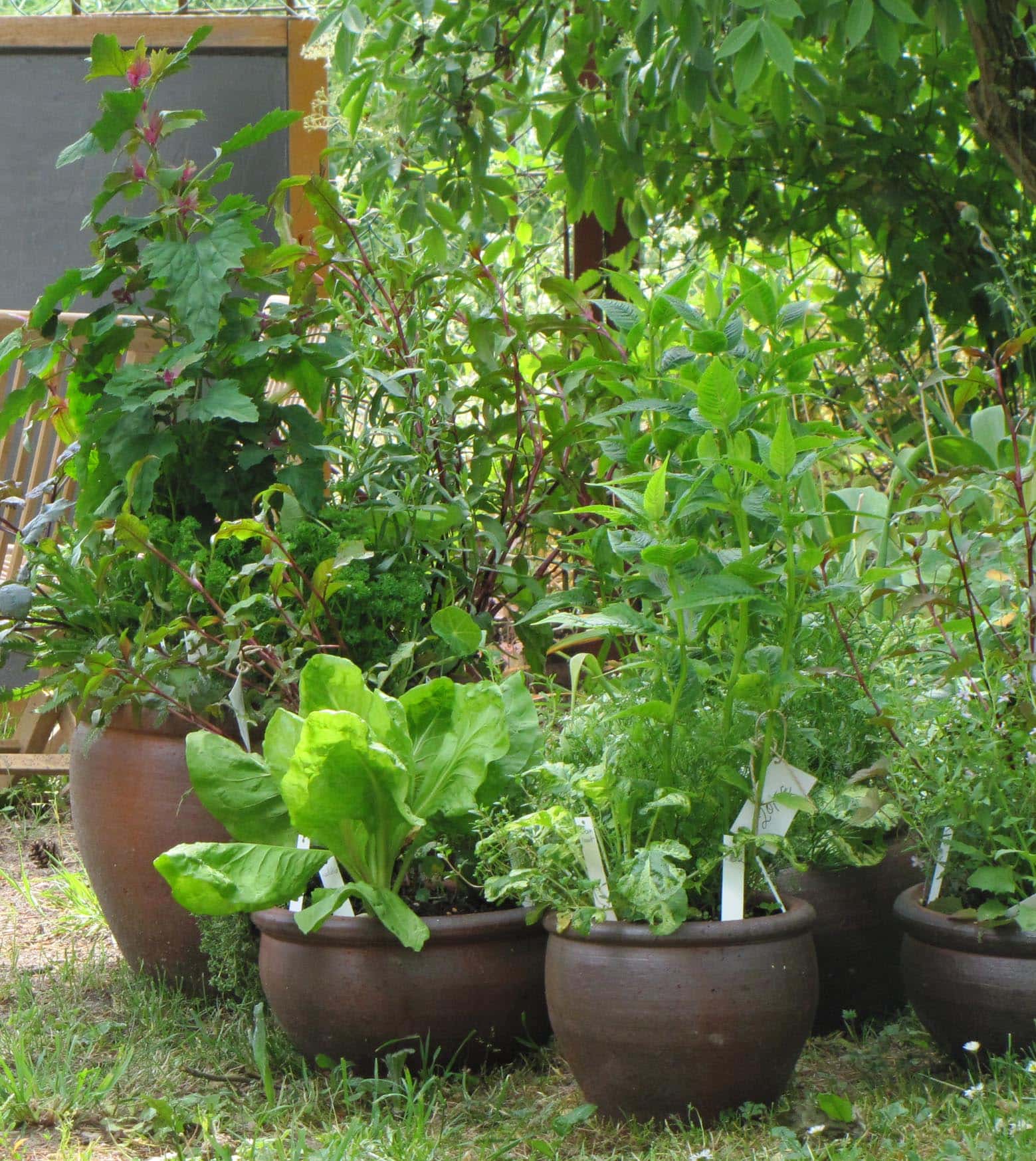 10 Wunschkräuter Bio