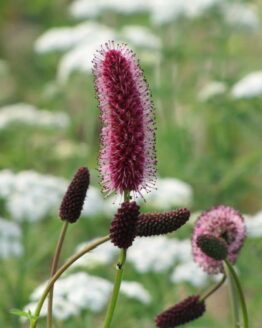 Wiesenknopf Wiesenknopf