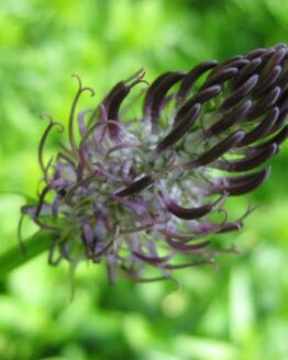 Teufelskralle Teufelskralle