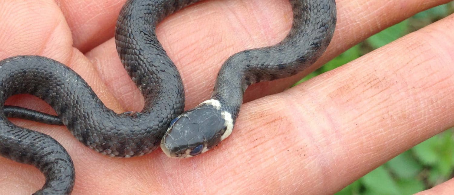 Natternkopf Bio – Bild 6