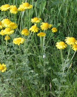 Faerberkamille Faerberkamille