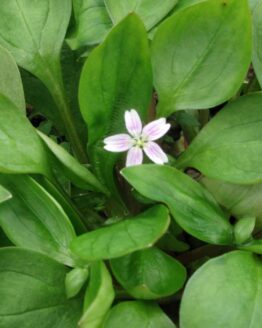 mehrjaeriges-Postelein