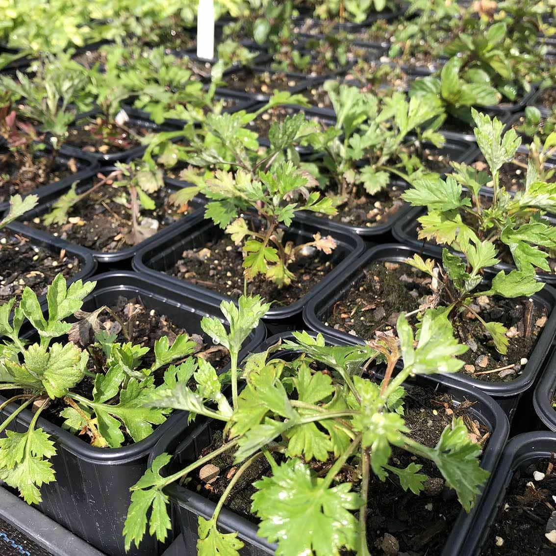 Beifuß Bio – Bild 2