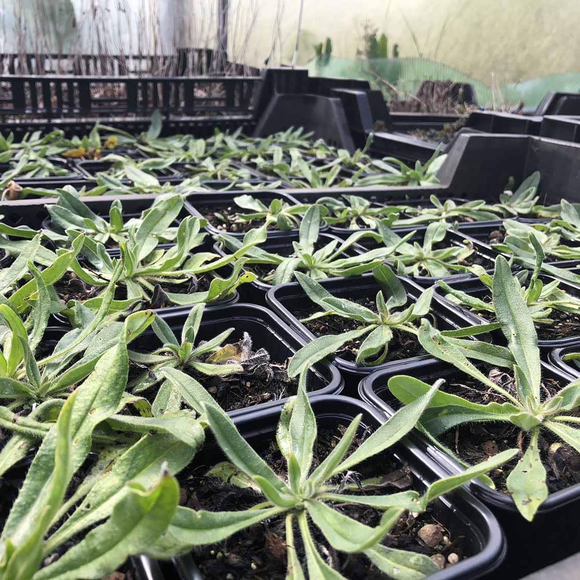 Natternkopf Bio – Bild 2