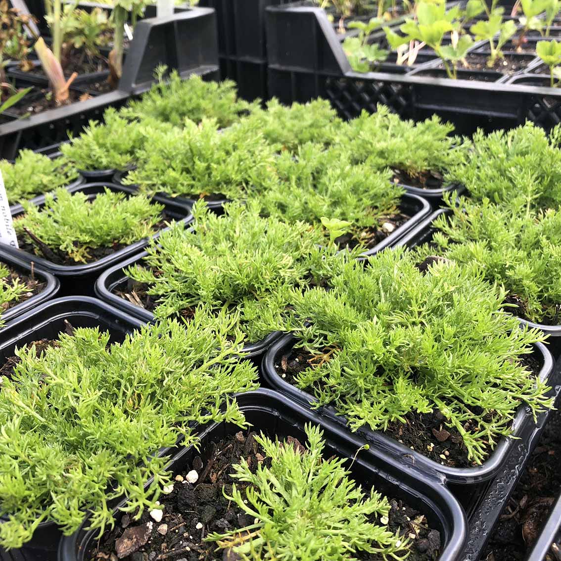 Kamille römisch weiße Blüten Bio – Bild 2