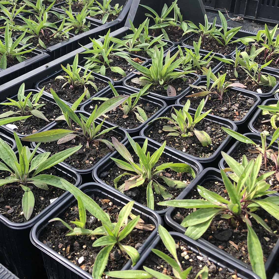 Wiesenarnika Bio schneckenzerfressen – Bild 2