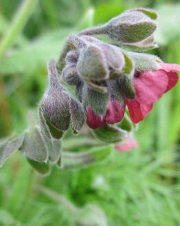 Hundszunge-pix Hundszunge-pix