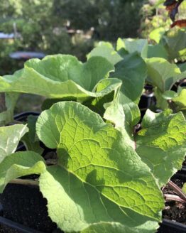 GrosseKlette01 GrosseKlette01