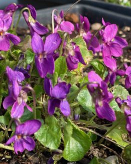 Veilchen-ro Veilchen-ro