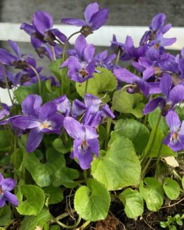 Veilchenblau Veilchenblau