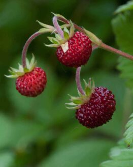 Walderdbeeren-rot Walderdbeeren-rot