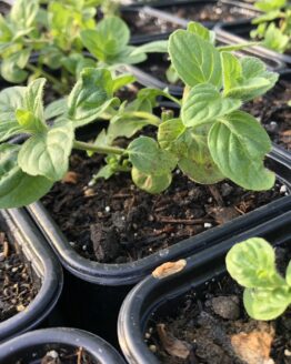 Bananenminze Bananenminze