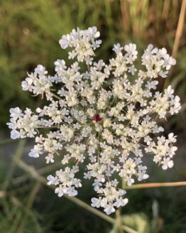 Wilde-Moehre-Bluete Wilde-Moehre-Bluete