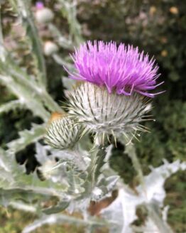 eselsdistel-bluete eselsdistel-bluete