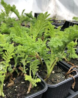 Rainfarn-edel Rainfarn-edel