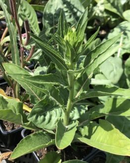 Nachtkerze-gross Nachtkerze-gross