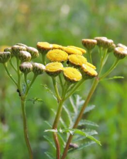 pix-Rainfarn-Bluete pix-Rainfarn-Bluete