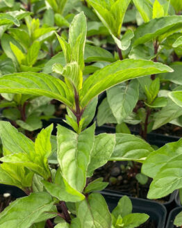 Memelminze Memelminze