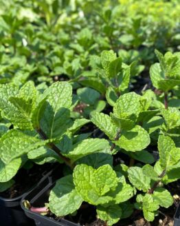 Spanische-Minze01 Spanische-Minze01