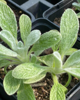 griechischer-Bergtee griechischer-Bergtee