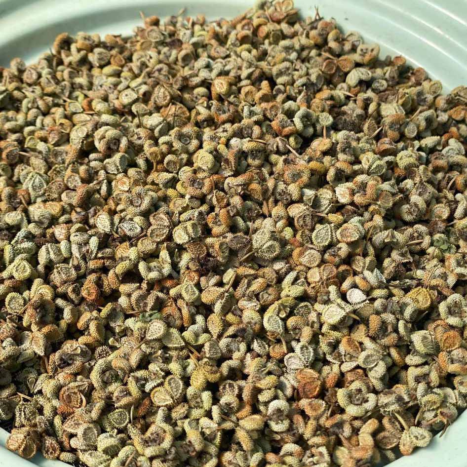 Samen Hundszunge Bio