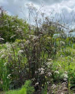 Wiesenkerbel-rot-Pflanze