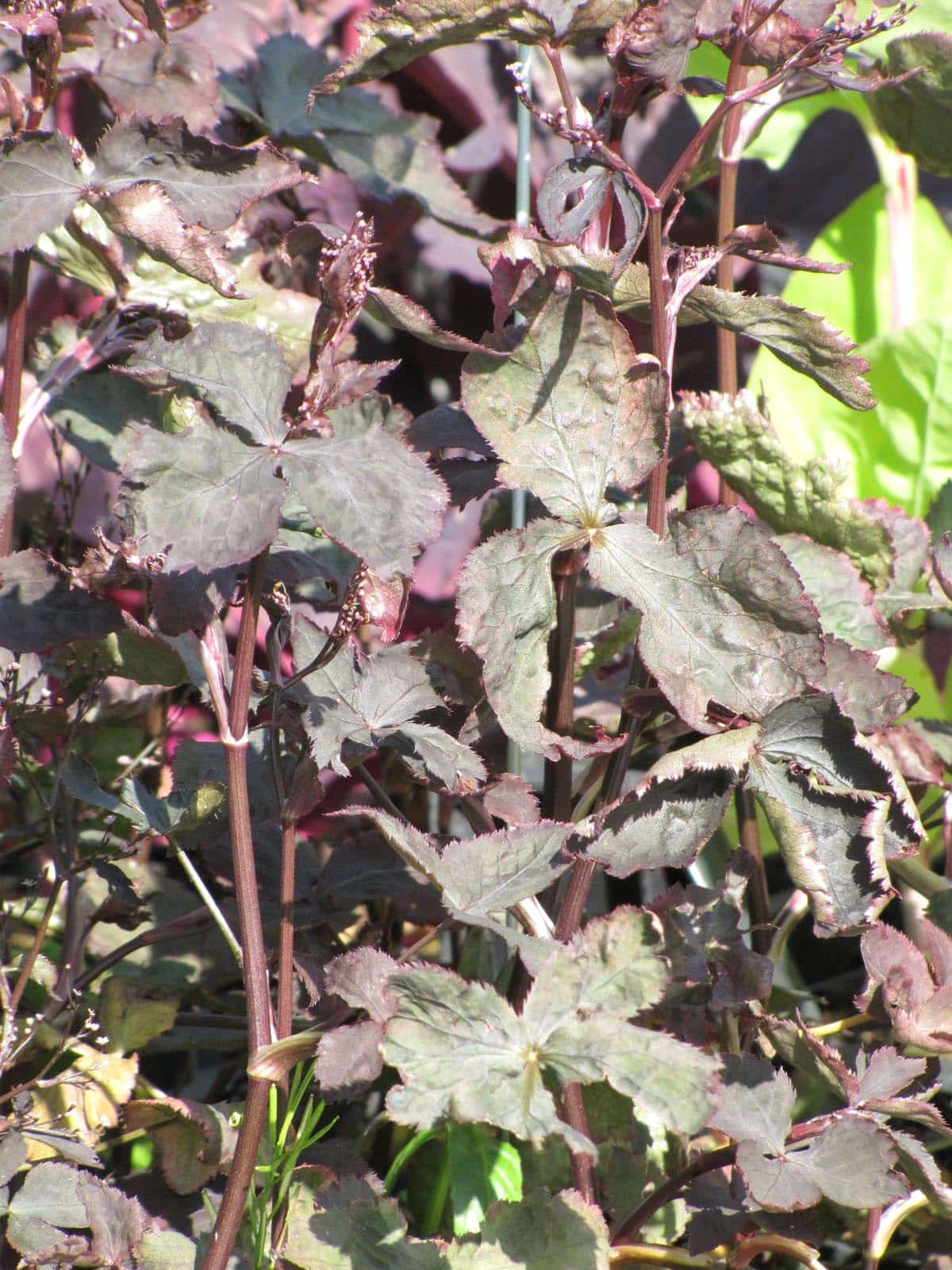 Mitsuba rot - Japanische Petersilie Bio – Bild 3