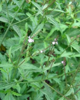 Eisenkraut Eisenkraut