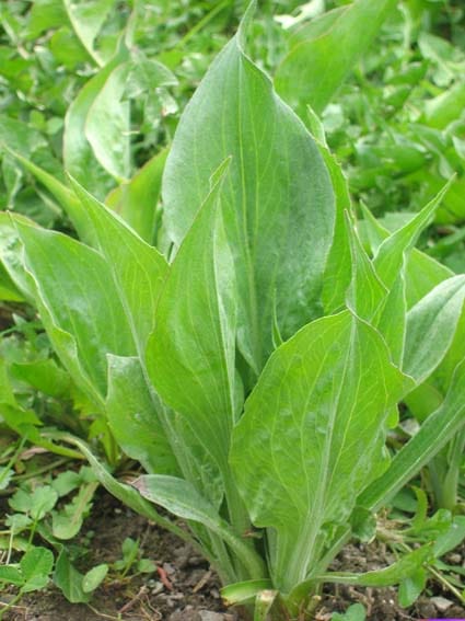 Salatwunder-Set Bio – Bild 5